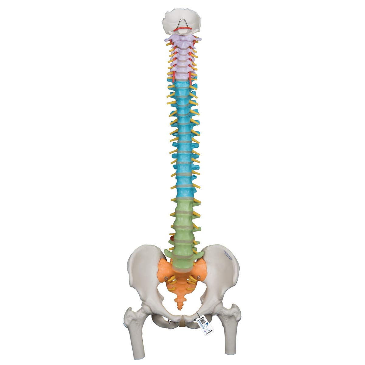 ستون فقرات منعطف علمی آموزشی 3B با سر فمور + برنامه رایگان آناتومی - 3B Smart Anatomy A58/9