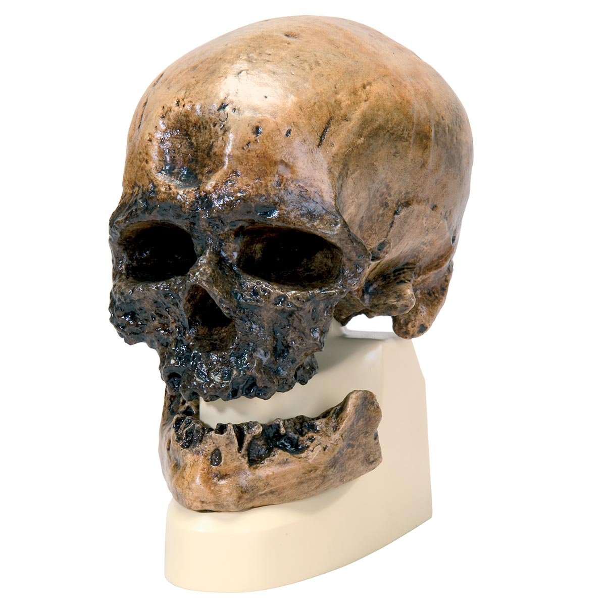 3B Scientific - ماکت جمجمه Homo sapiens (Crô-Magnon)، متوسط