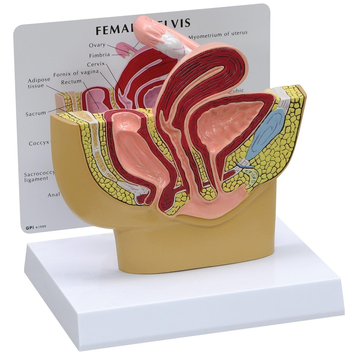 مدل تشریحی لگن زنانه مقطع عرضی GPI Anatomicals 3500