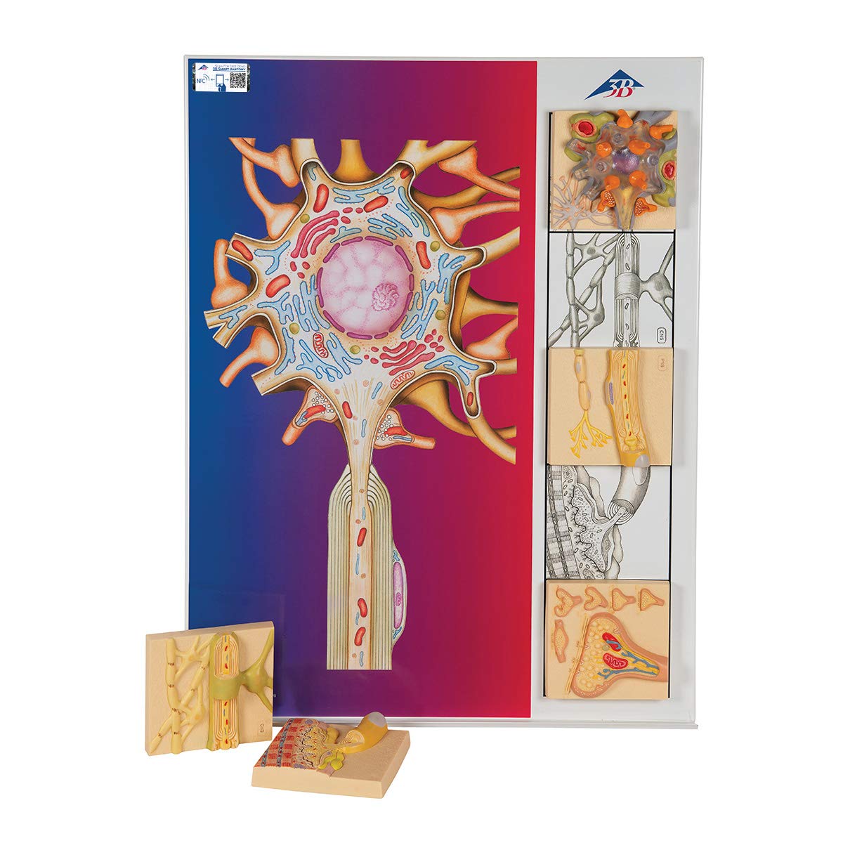 3B Scientific Human Anatomy - سری فیزیولوژی اعصاب، 5 مدل مغناطیسی روی تخته فلزی مصور + برنامه رایگان آناتومی - 3B Smart Anatomy