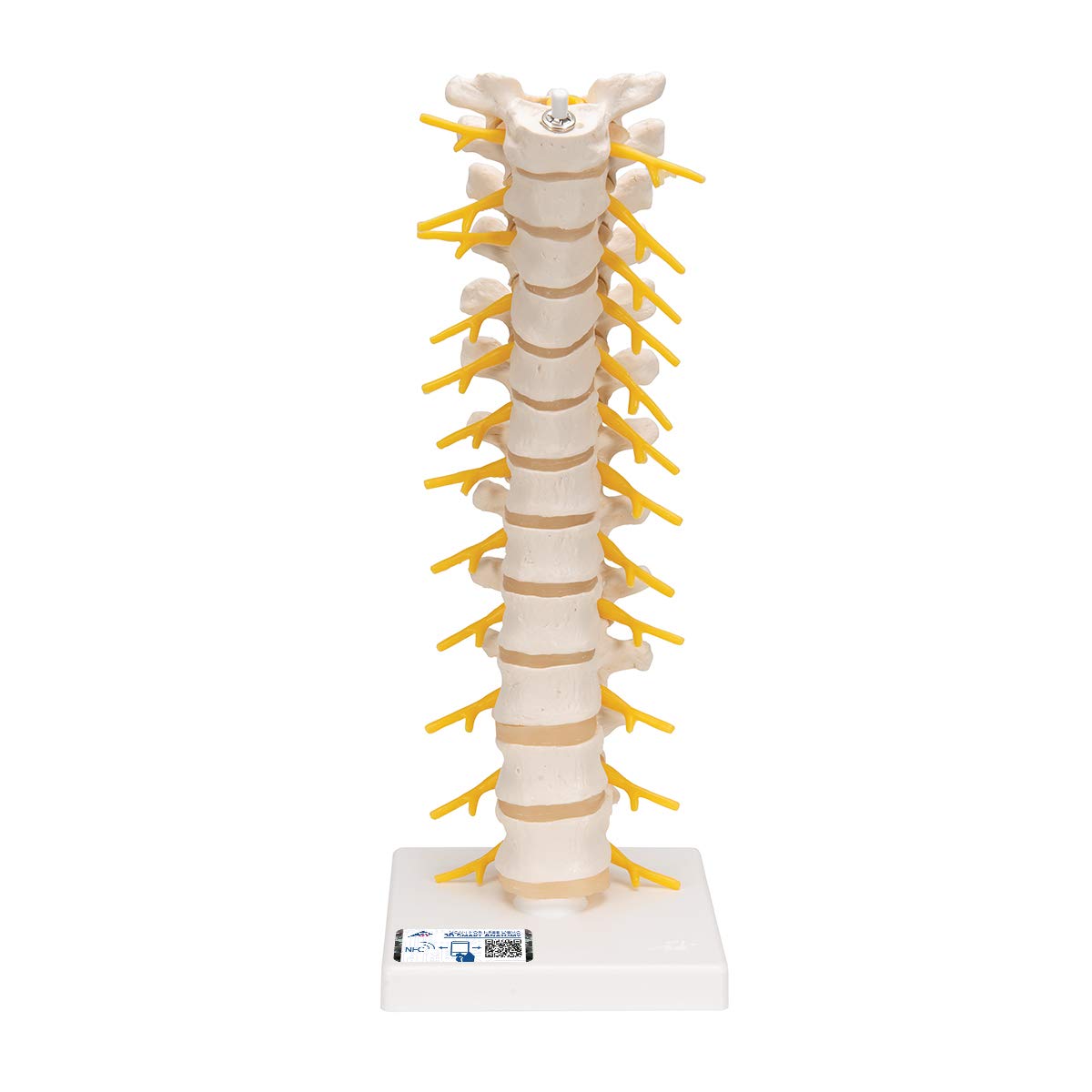 مدل تشریحی ستون فقرات توراسیک (سینه‌ای) + اپلیکیشن آناتومی رایگان 3B Smart Anatomy