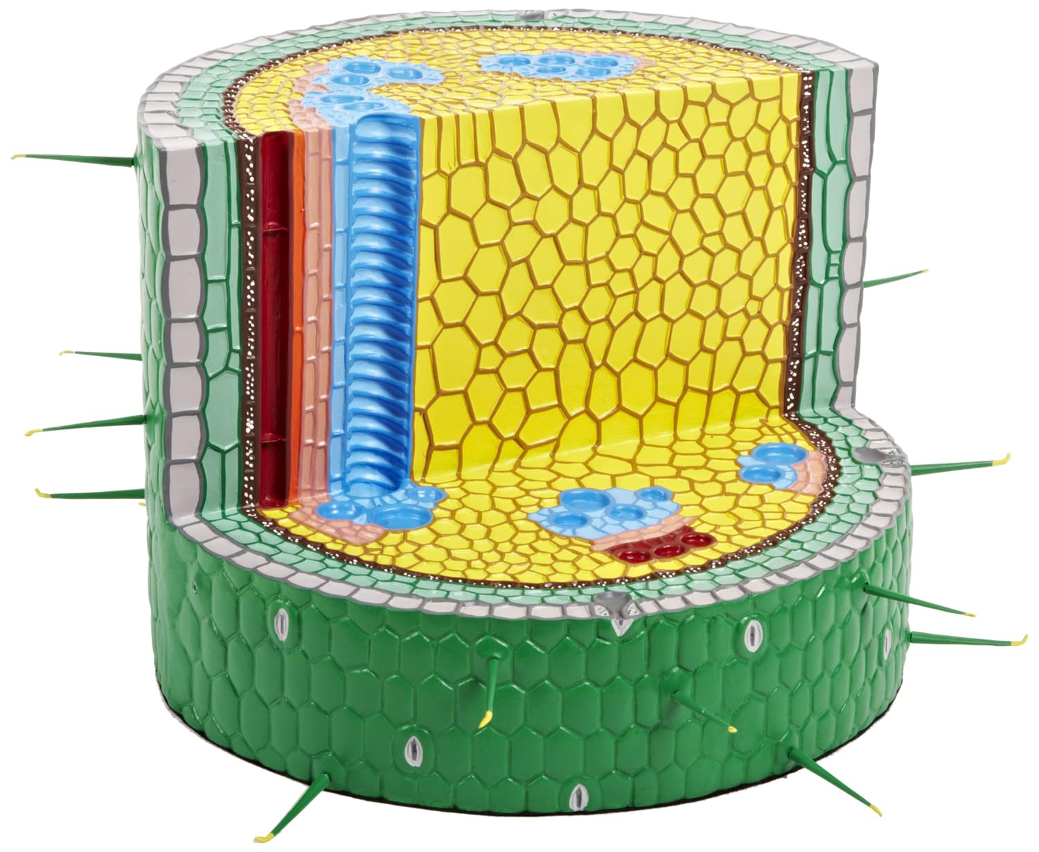 مدل تشریحی برش عرضی ساقه گل قاصدک (Hahnenfuß) 3B Scientific، مدل آموزشی
