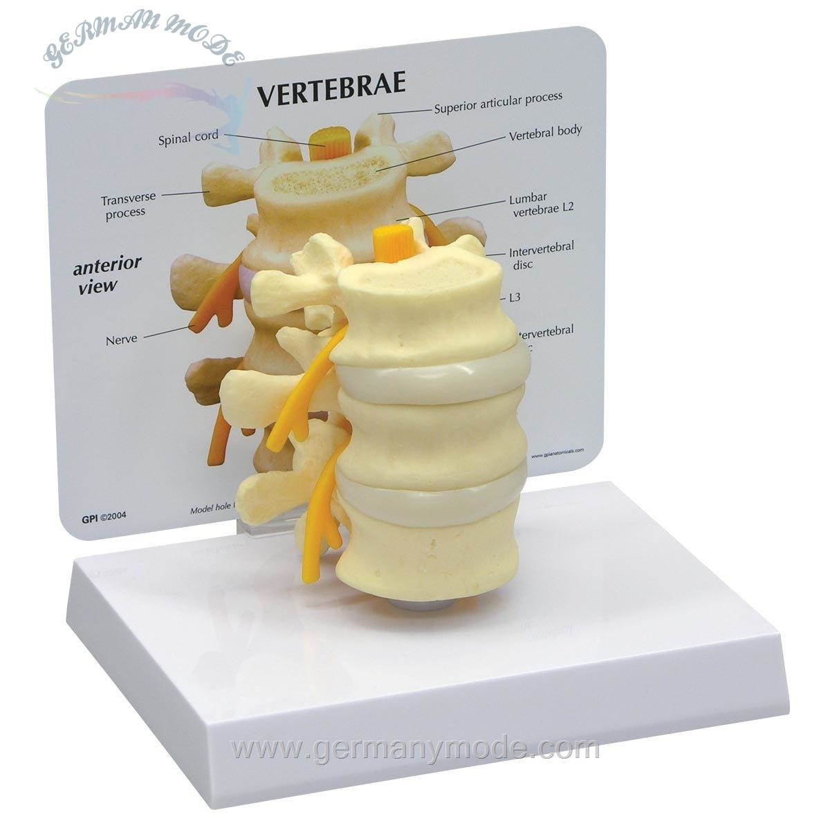 مدل تشریحی مهره‌های نخایی GPI Anatomicals مدل 1500