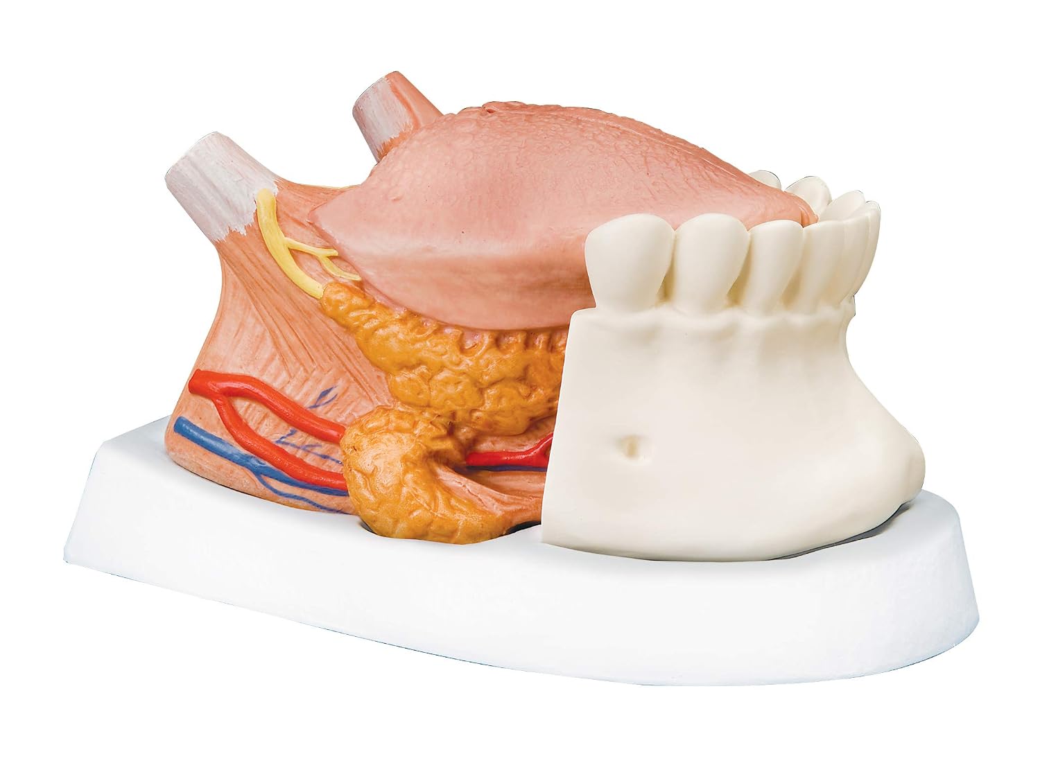 مدل تشریحی زبان انسان 3B Scientific، اندازه 2.5 برابر طبیعی، 4 تکه + اپلیکیشن رایگان 3B Smart Anatomy