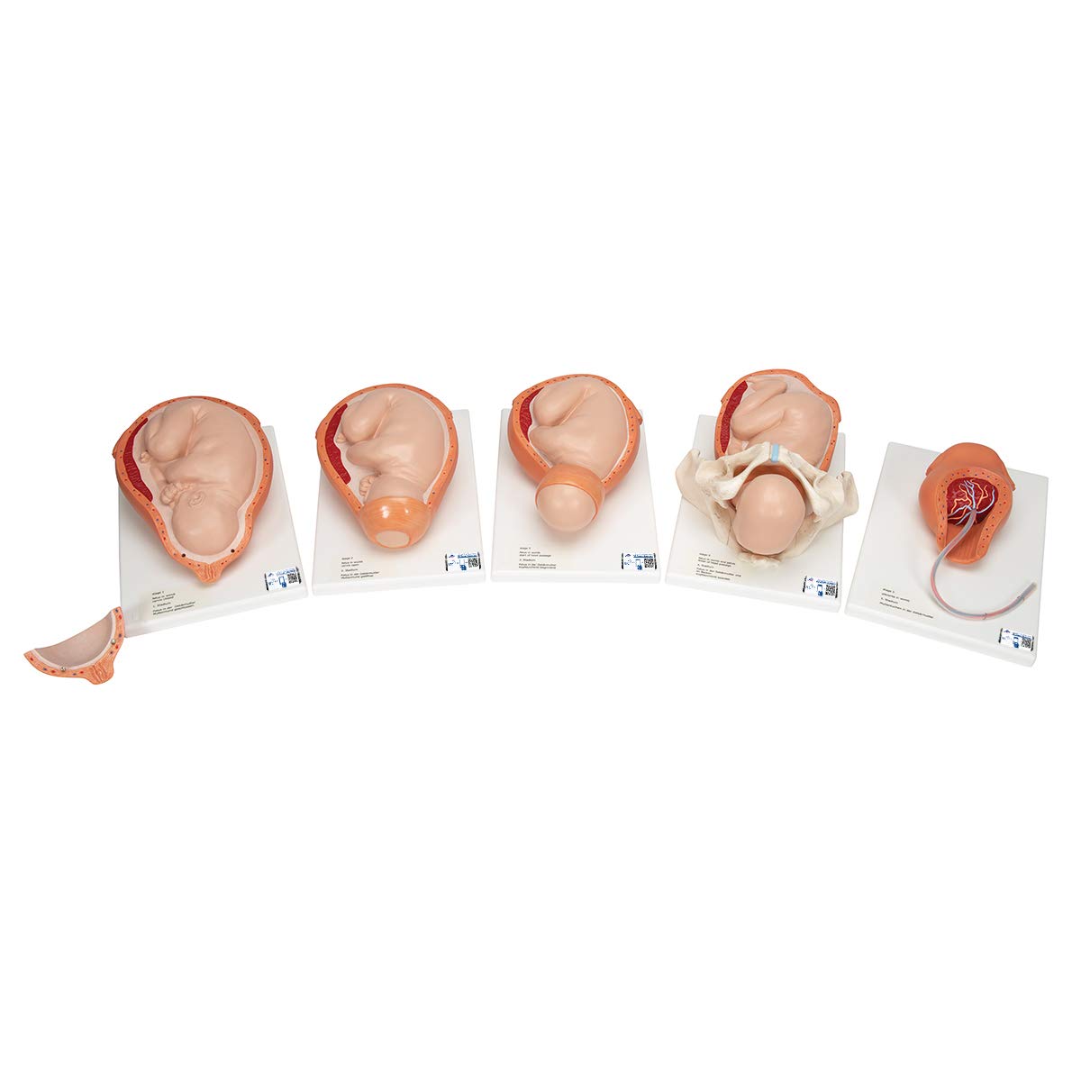 مدل تشریحی مراحل زایمان انسان 3B Scientific VG392 همراه با اپلیکیشن رایگان 3B Smart Anatomy
