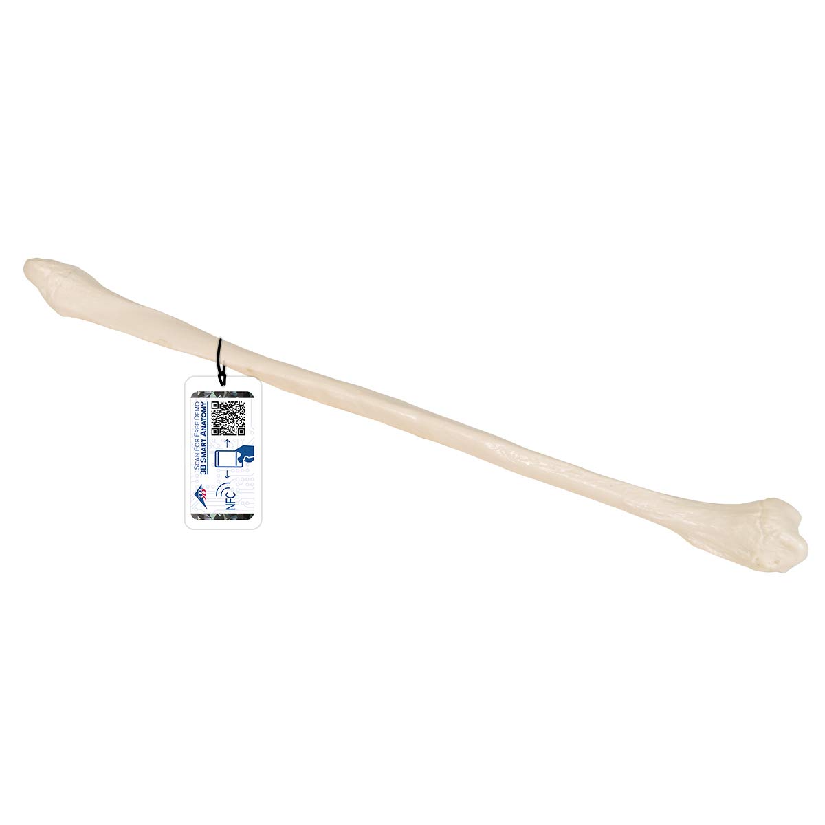 3B Scientific Human Anatomy - Fibula + اپلیکیشن رایگان آناتومی - 3B Smart Anatomy