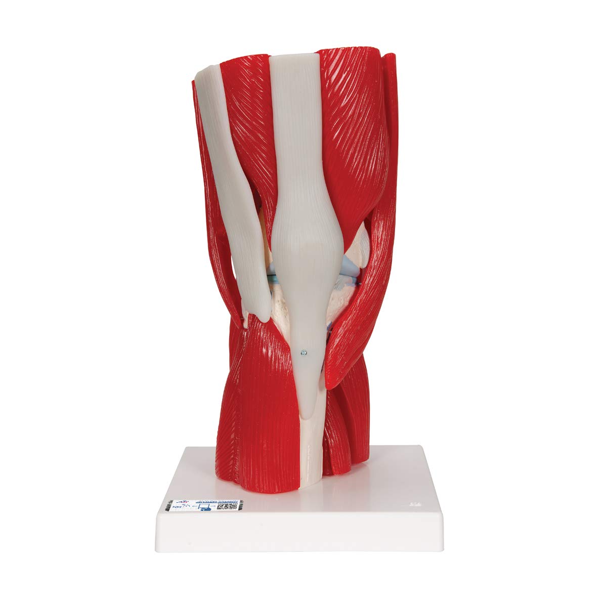 3B Scientific Human Anatomy - مدل مفصل زانو با عضلات قابل جابجایی، 12 قطعه + برنامه رایگان آناتومی - 3B Smart Anatomy، A882