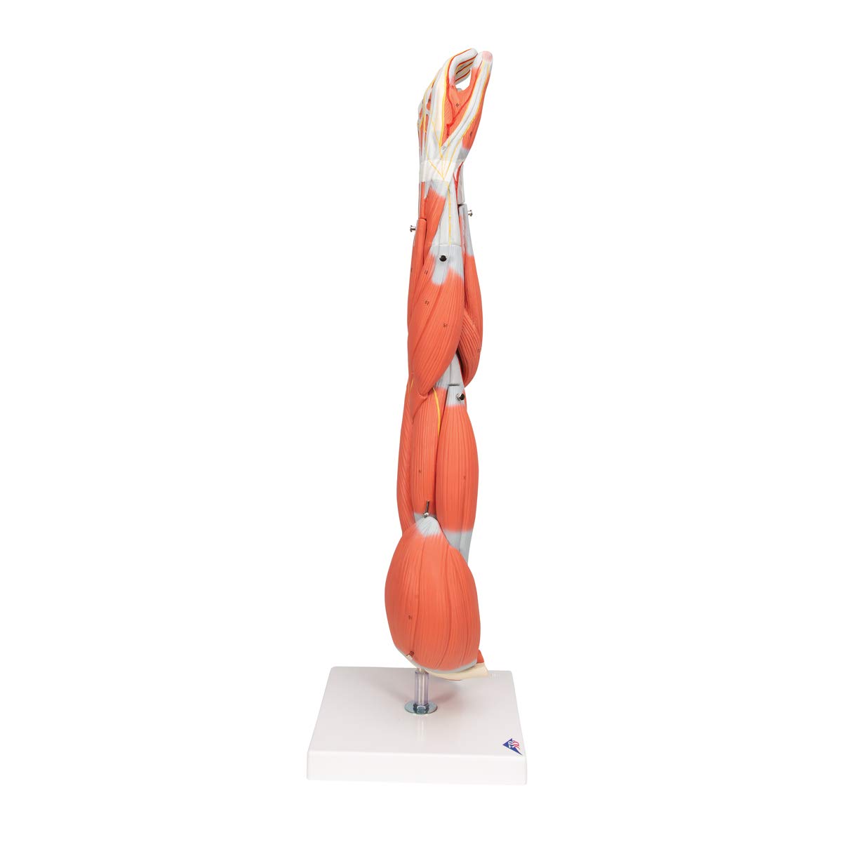 3B Scientific Human Anatomy - مدل ماهیچه بازو، 6 قطعه + برنامه رایگان آناتومی - 3B Smart Anatomy، M10