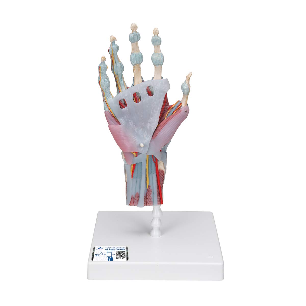 مدل اسکلت دست 3B Scientific M33/1 با رباط ها و ماهیچه ها + برنامه رایگان آناتومی - 3B Smart Anatomy