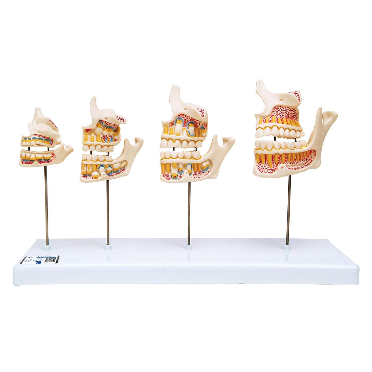 مدل تشریحی توسعه دندان‌های انسان 3B Scientific + اپلیکیشن رایگان 3B Smart Anatomy