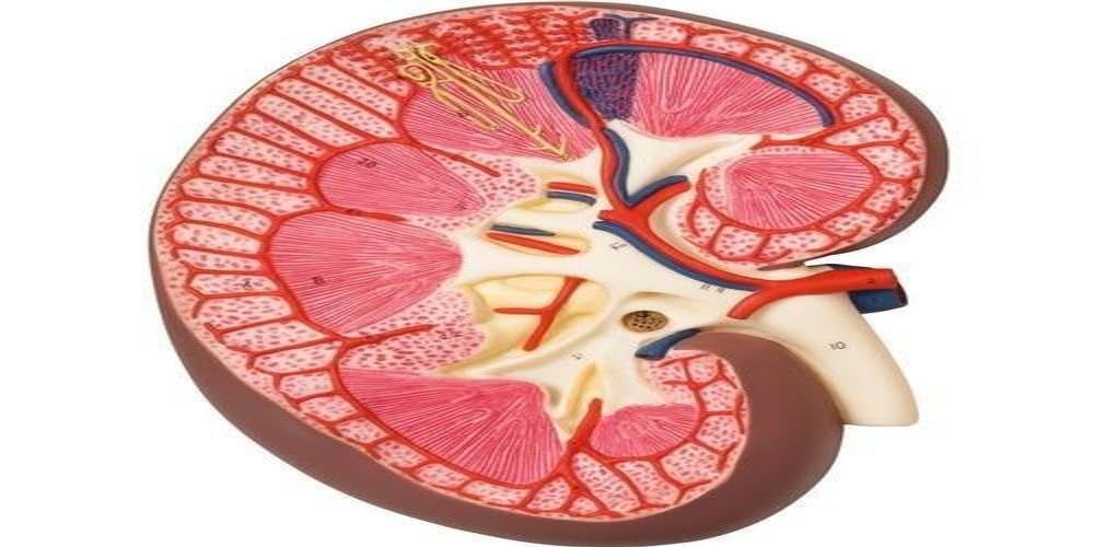 مدل تشریحی برش کلیه 3B Scientific با اندازه 3 برابر بزرگتر از اندازه طبیعی، به همراه اپلیکیشن رایگان 3B Smart Anatomy
