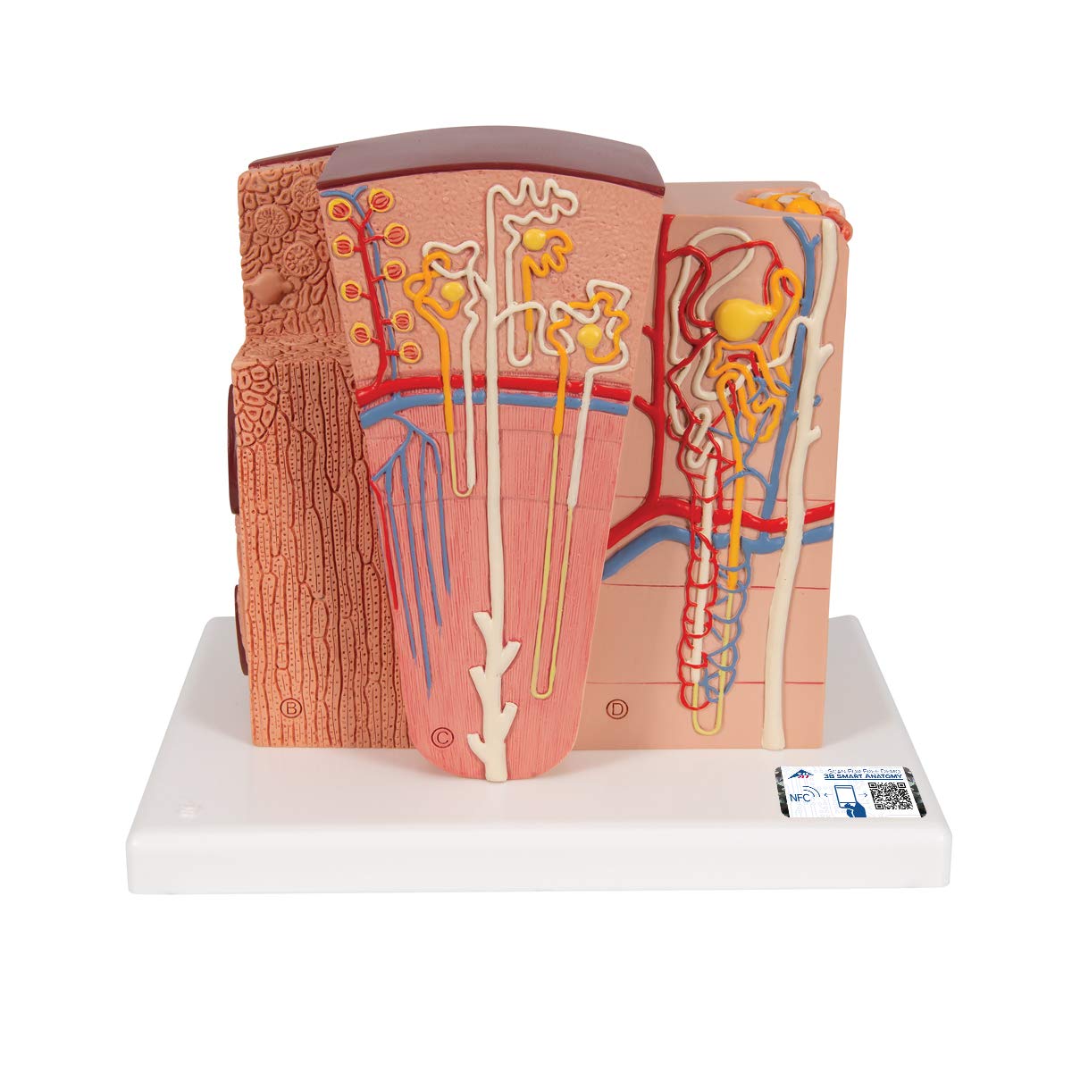 مدل تشریحی میکروسکوپی کلیه 3B Scientific به همراه اپلیکیشن رایگان 3B Smart Anatomy