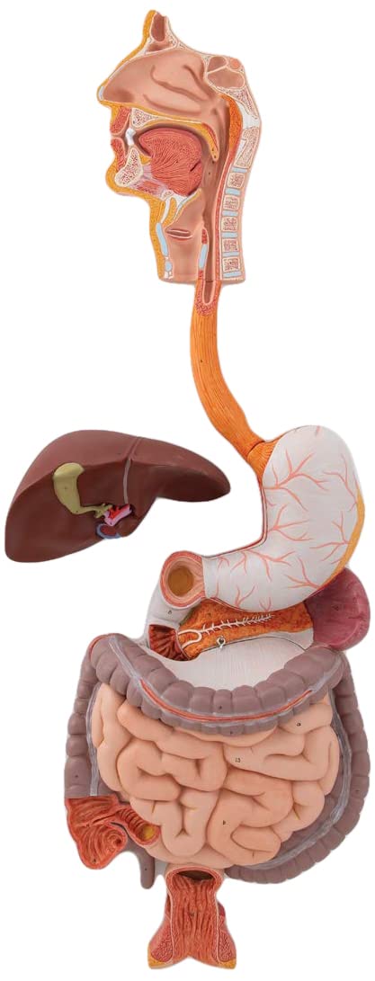 3B Scientific Human Anatomy - دستگاه گوارش، 3 قسمت + برنامه رایگان آناتومی - 3B Smart Anatomy، K21