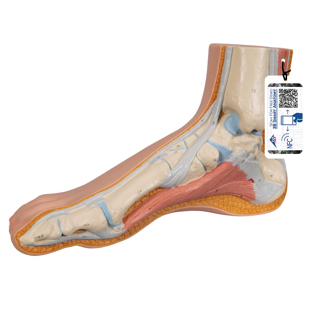 مدل 3B Scientific M30 پای معمولی + برنامه رایگان آناتومی - 3B Smart Anatomy - 3B Smart Anatomy