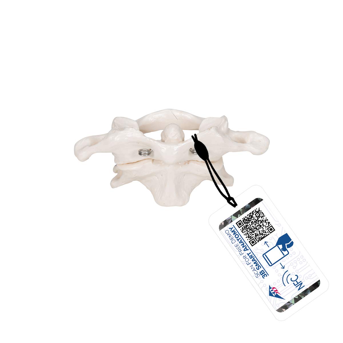 3B Scientific Human Anatomy - Atlas and Axis، نصب شده، بدون پایه + برنامه رایگان آناتومی - 3B Smart Anatomy، A71