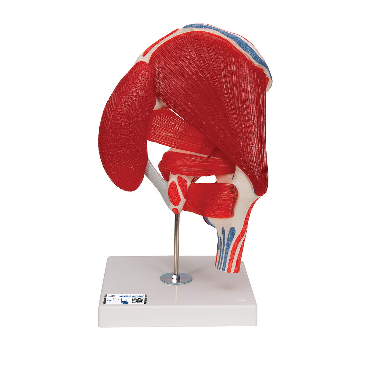 3B Scientific Human Anatomy - مفصل ران، 7 قسمت + برنامه رایگان آناتومی - 3B Smart Anatomy، A881