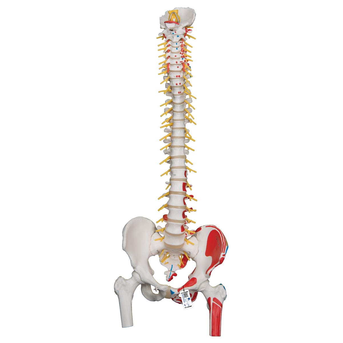 3B Scientific Human Anatomy - مدل ستون فقرات لوکس انعطاف‌پذیر با کنده‌های ران و نمایش عضلات + برنامه رایگان آناتومی - 3B Smart Anatomy
