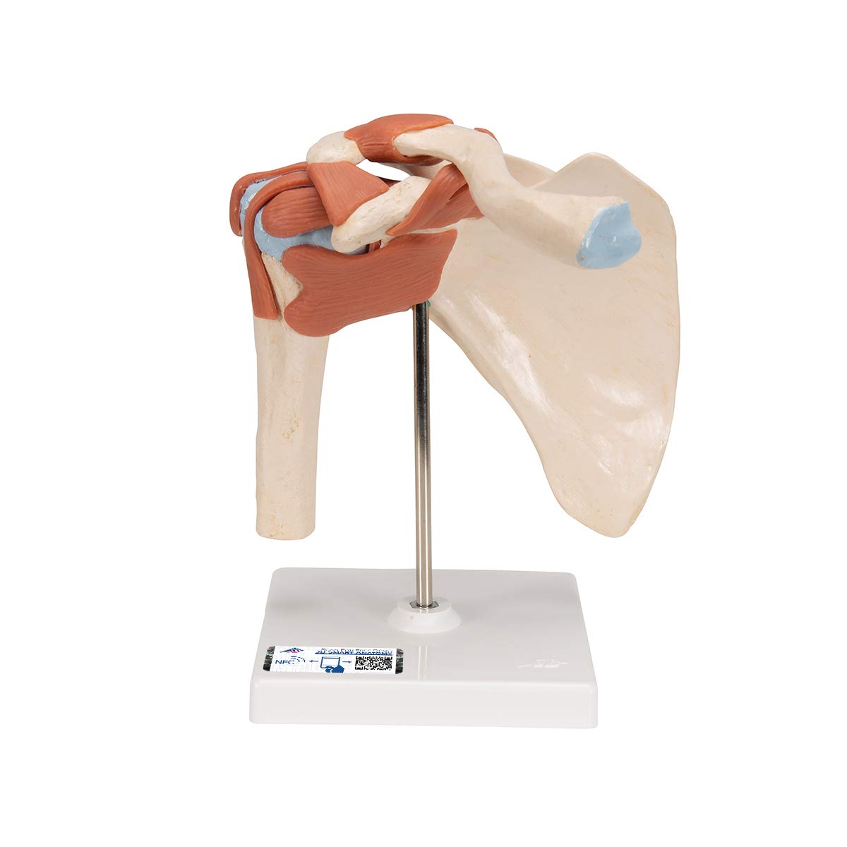 3B Scientific Human Anatomy - مفصل شانه لوکس با رباط ها + برنامه رایگان آناتومی - 3B Smart Anatomy، A80/1