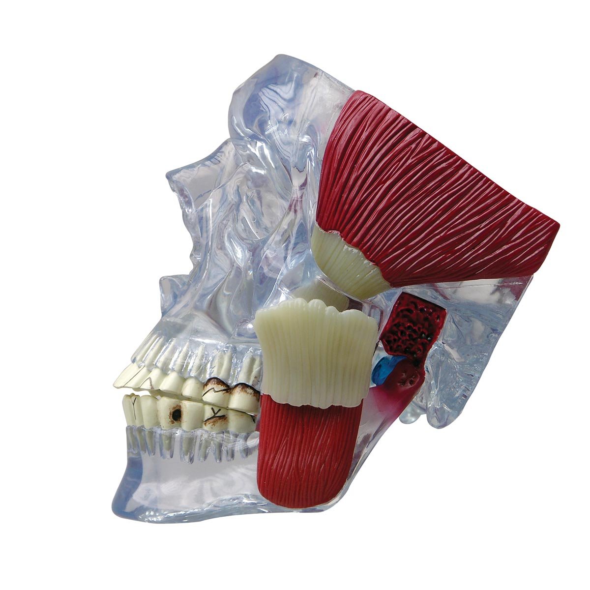 مدل مفصل فک GPI Anatomicals 2880 با ماهیچه
