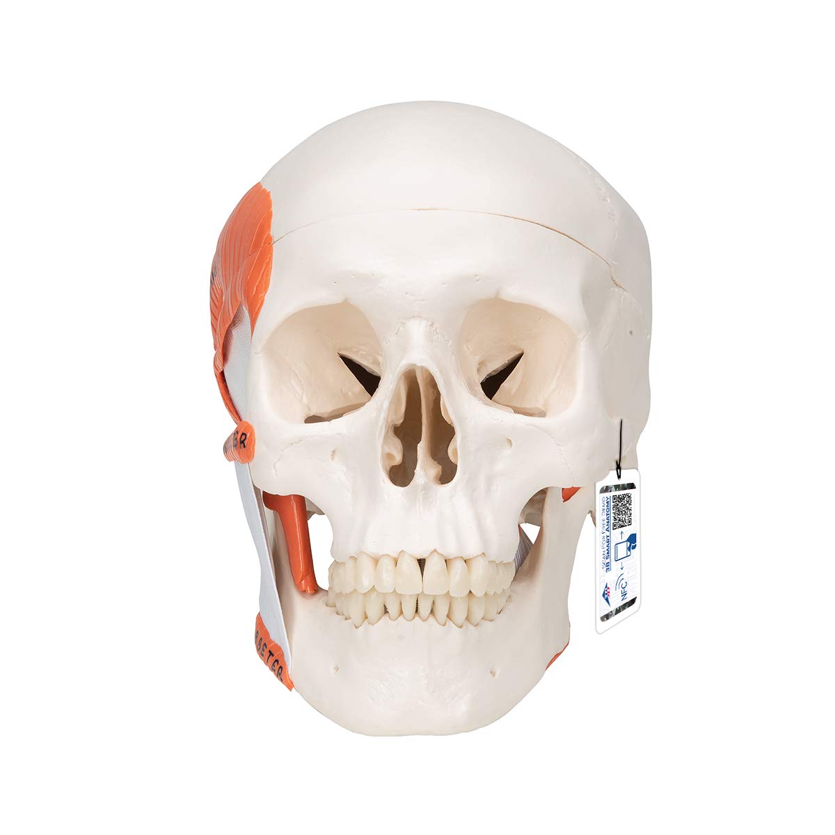 3B Scientific Human Anatomy - مدل عملکردی جمجمه با ماهیچه های جویدنی، 2 قسمت + برنامه آناتومی رایگان - 3B Smart Anatomy، A24