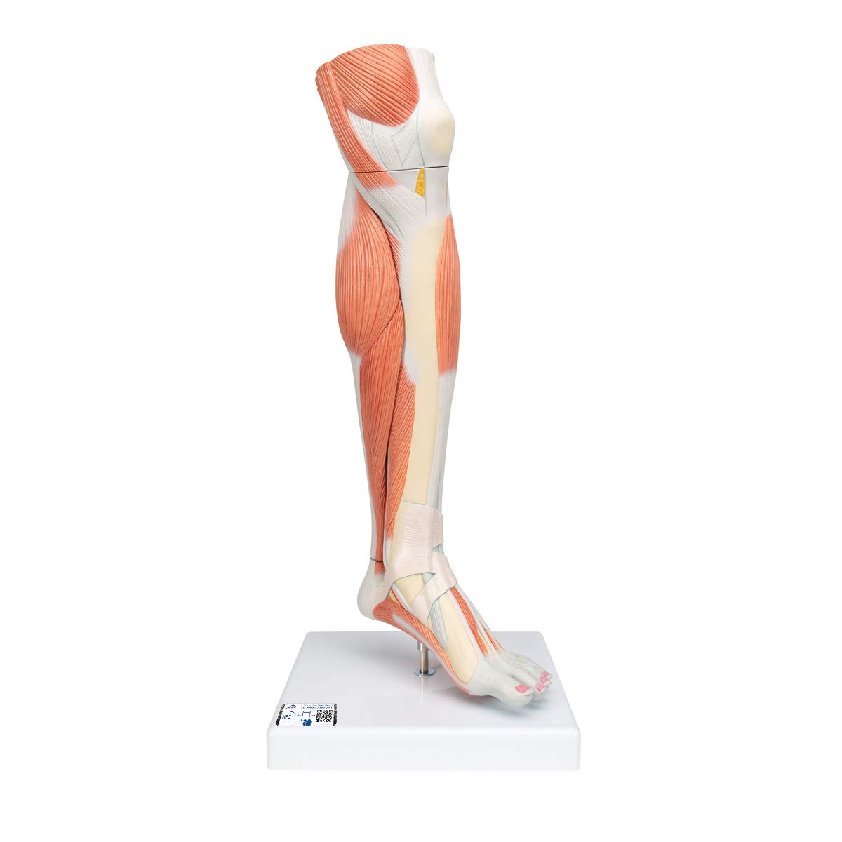 3B Scientific Human Anatomy - 3 تکه ماهیچه لوکس پایین ساق + برنامه رایگان آناتومی - 3B Smart Anatomy