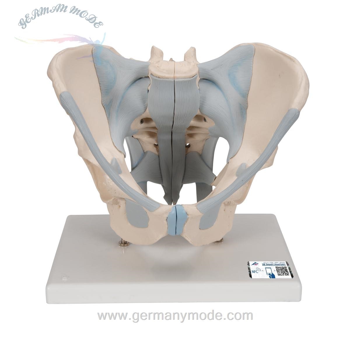 مدل تشریحی لگن مردانه با رباط‌ها 3B Scientific، 2 تکه به همراه اپلیکیشن رایگان 3B Smart Anatomy