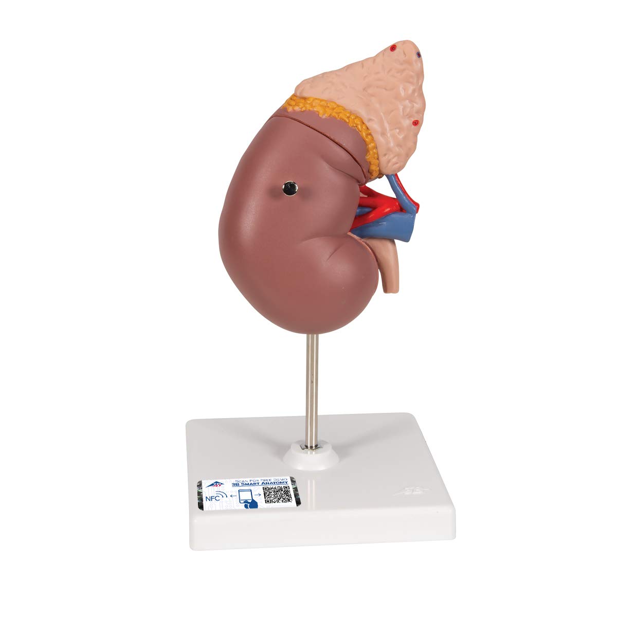 مدل تشریحی کلیه همراه با غده فوق کلیوی 3B Scientific، به همراه اپلیکیشن رایگان 3B Smart Anatomy، مدل K12