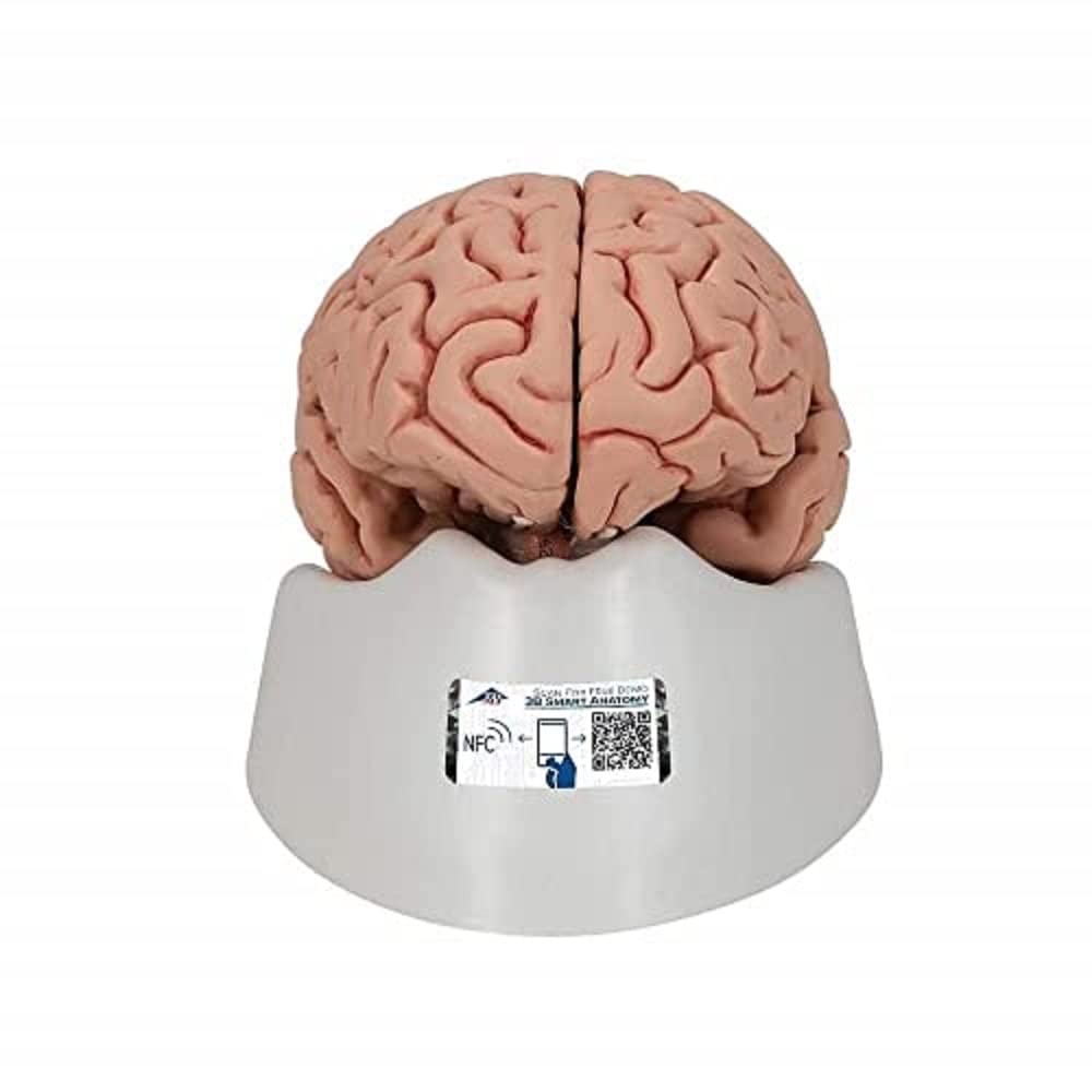 3B Scientific Human Anatomy - Classic Brain، 5 قسمت + برنامه رایگان آناتومی - 3B Smart Anatomy