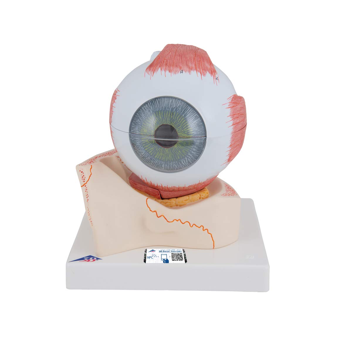 3B Scientific Eye، اندازه 5x، 7 Pieces + برنامه رایگان آناتومی - 3B Smart Anatomy F11 در Eye Socket 5x