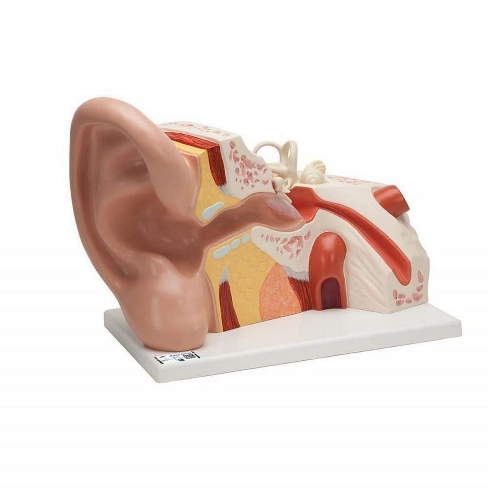 مدل گوش 3B Scientific 3B Smart Anatomy VJ513، بزرگ، بزرگنمایی 5 برابر، 3 قسمتی + برنامه رایگان آناتومی - 3B Smart Anatomy