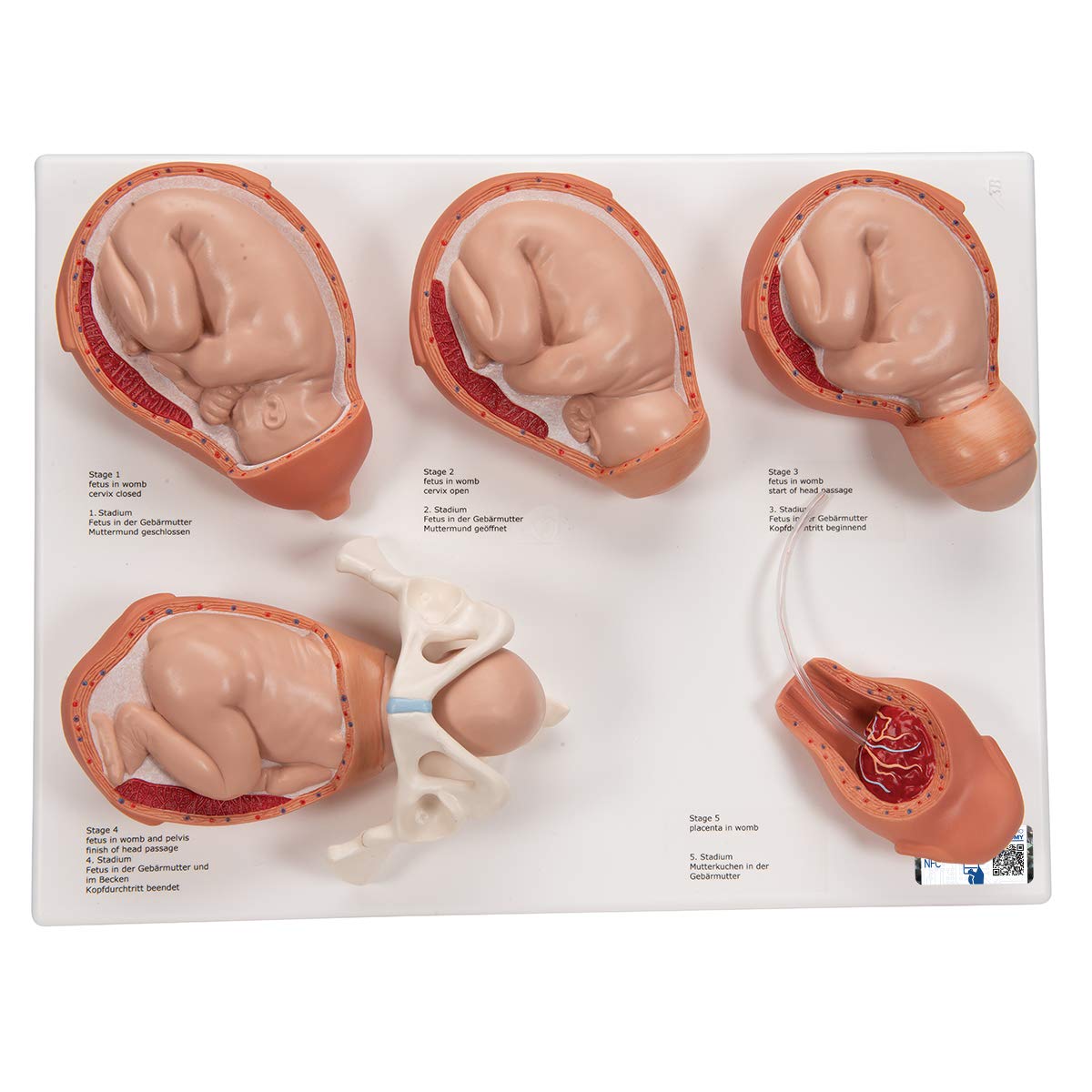 مدل تشریحی مراحل زایمان انسان 3B Scientific VG393 همراه با اپلیکیشن رایگان 3B Smart Anatomy