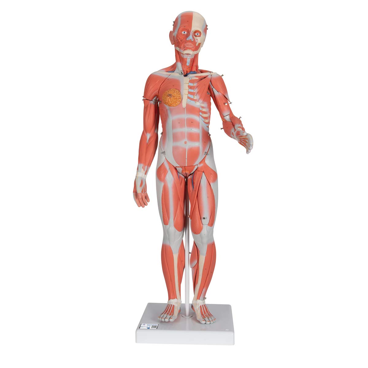 3B Scientific Human Anatomy - هیکل عضلانی، زن، 21 قطعه + نرم افزار رایگان آناتومی - 3B Smart Anatomy