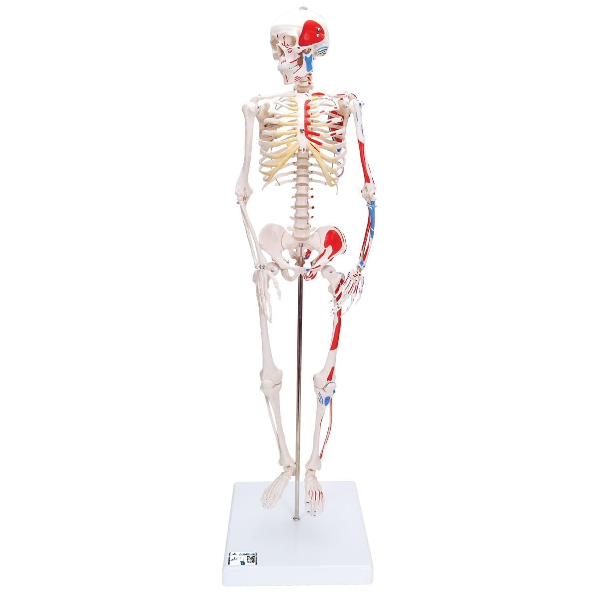 3B Scientific Human Anatomy - مدل اسکلت کوچک با نقاشی عضلات + برنامه رایگان آناتومی - 3B Smart Anatomy، A18/5