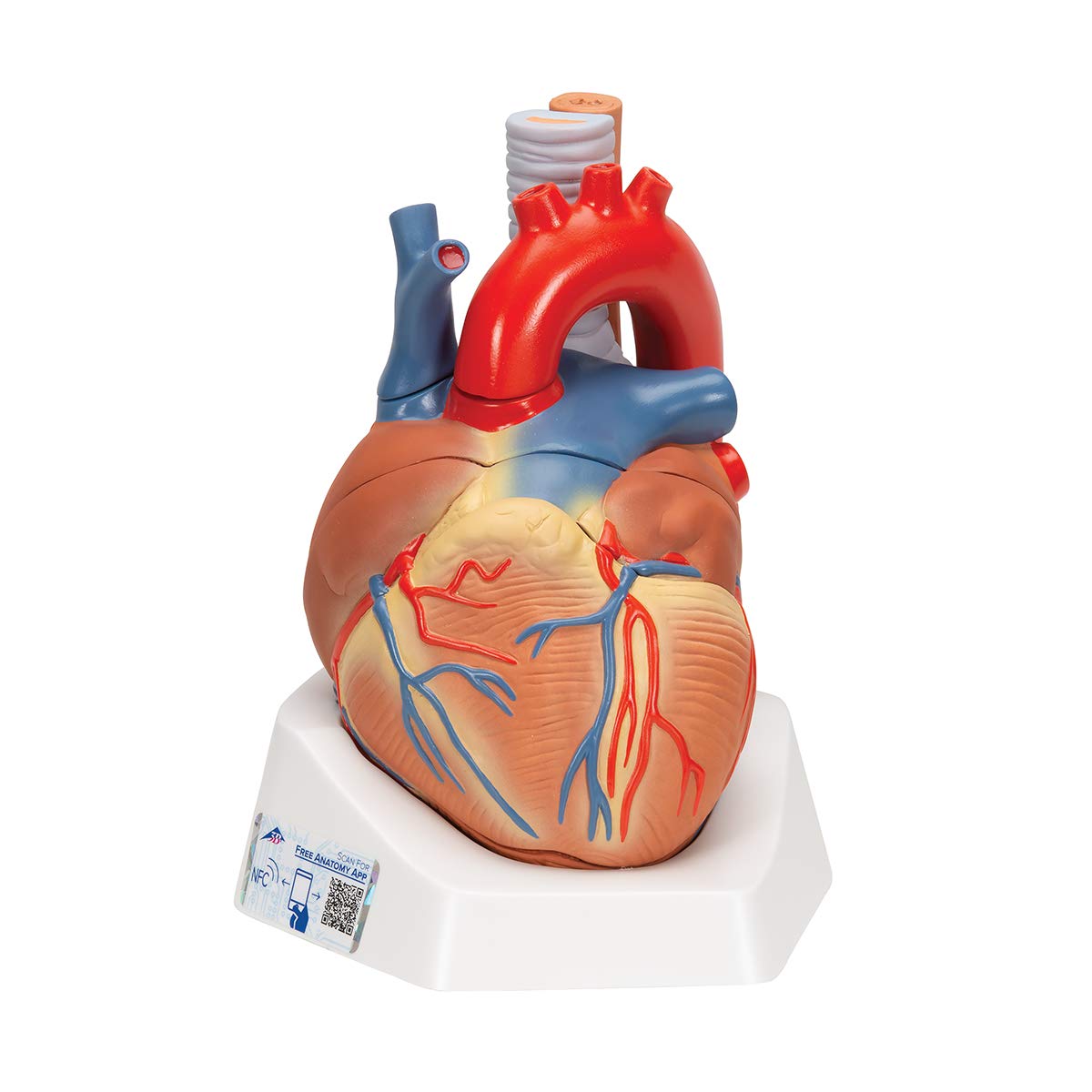 3B Scientific Human Anatomy - مدل قلب، 7 قطعه + برنامه رایگان آناتومی - 3B Smart Anatomy، VD253