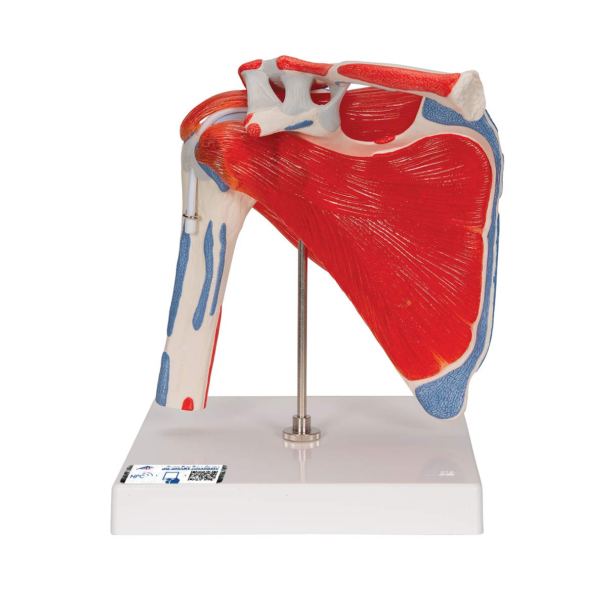 مفصل شانه 3B Scientific A880 با روتاتور کاف، 5 تکه + نرم افزار آناتومی رایگان - 3B Smart Anatomy