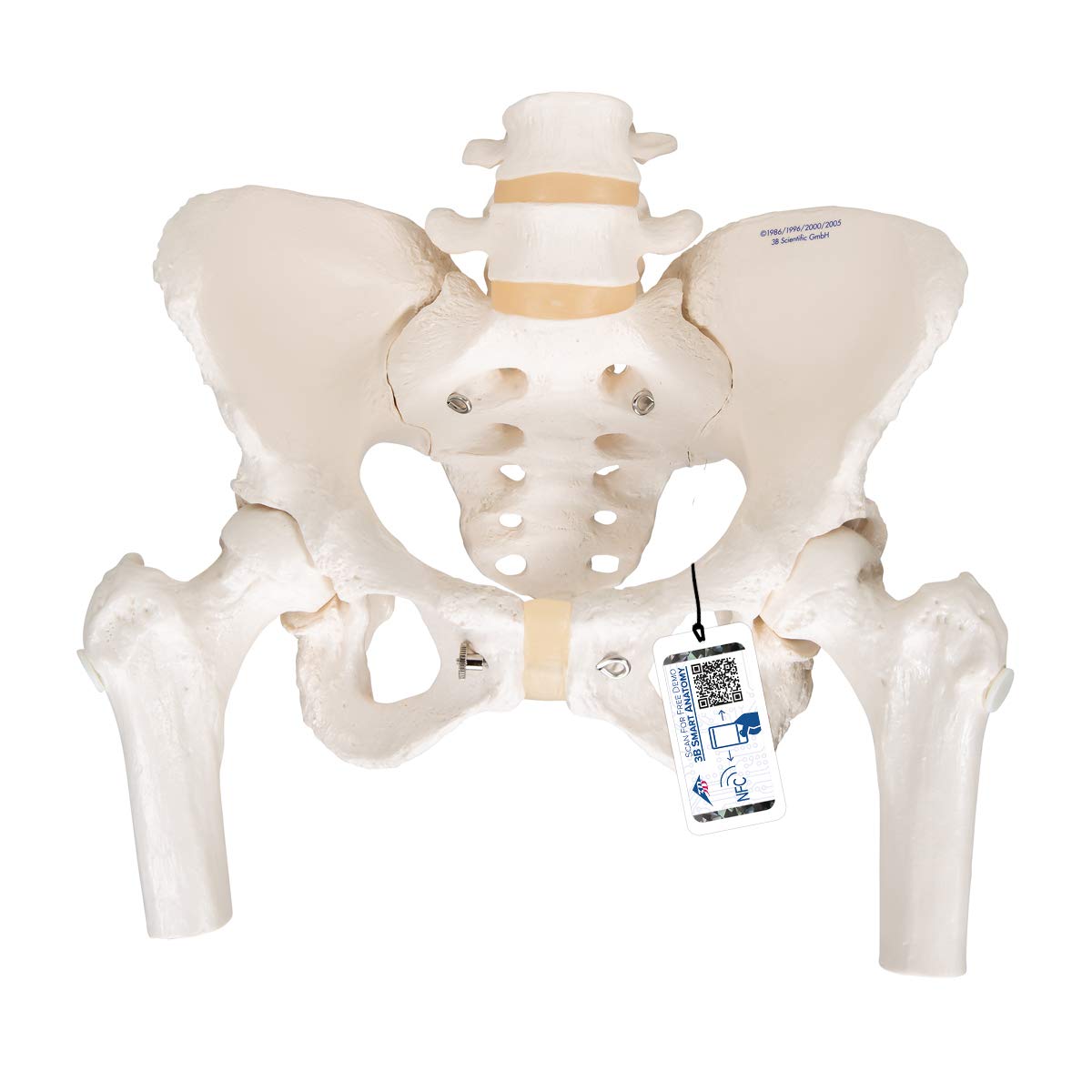مدل تشریحی اسکلت لگن انسان زنانه 3B Scientific A62 همراه با ساق‌های ران و اپلیکیشن رایگان 3B Smart Anatomy