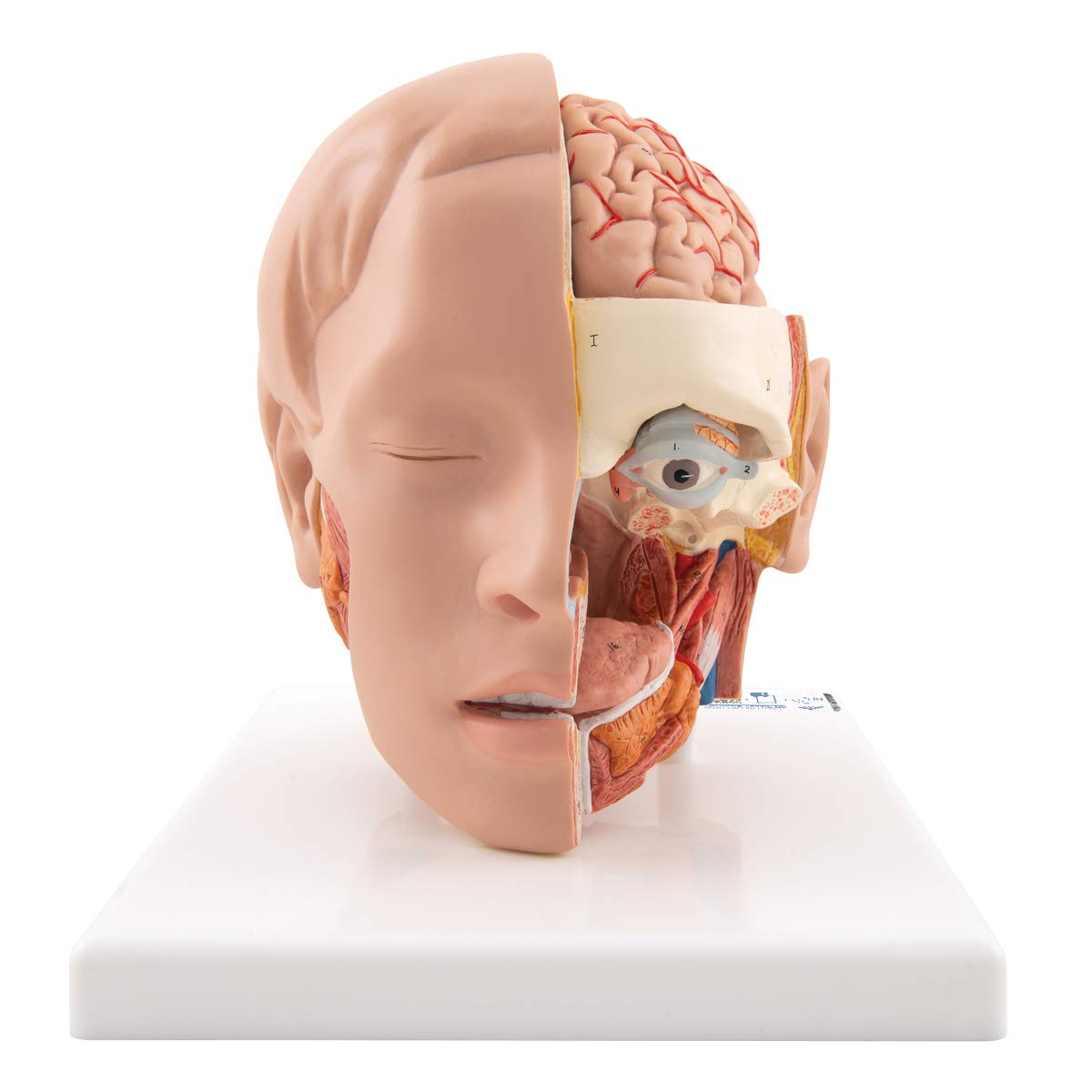3B Scientific Human Anatomy - مدل سر، 6 قطعه + برنامه رایگان آناتومی - 3B Smart Anatomy