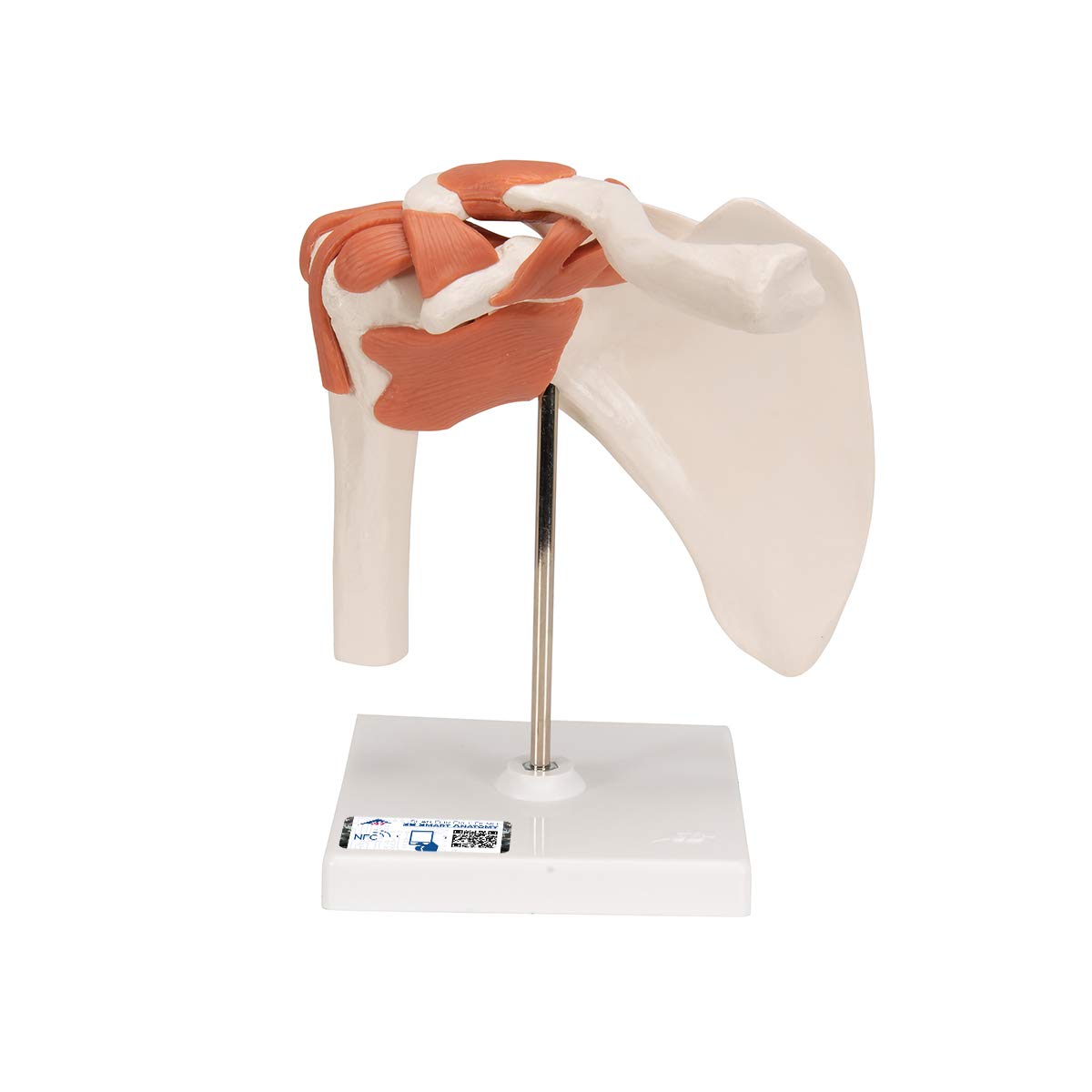 3B Scientific A80 Functional Shoulder joint + نرم افزار رایگان آناتومی - 3B Smart Anatomy