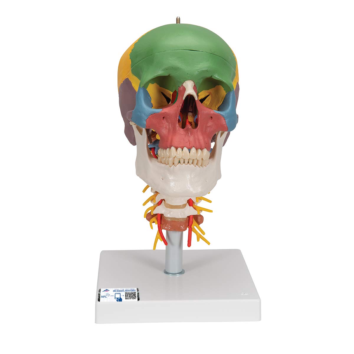 3B Scientific Human Anatomy - مدل آموزشی جمجمه روی ستون فقرات گردنی، 4 قسمتی با کد رنگی + برنامه آناتومی رایگان - 3B Smart Anatomy، A20/2