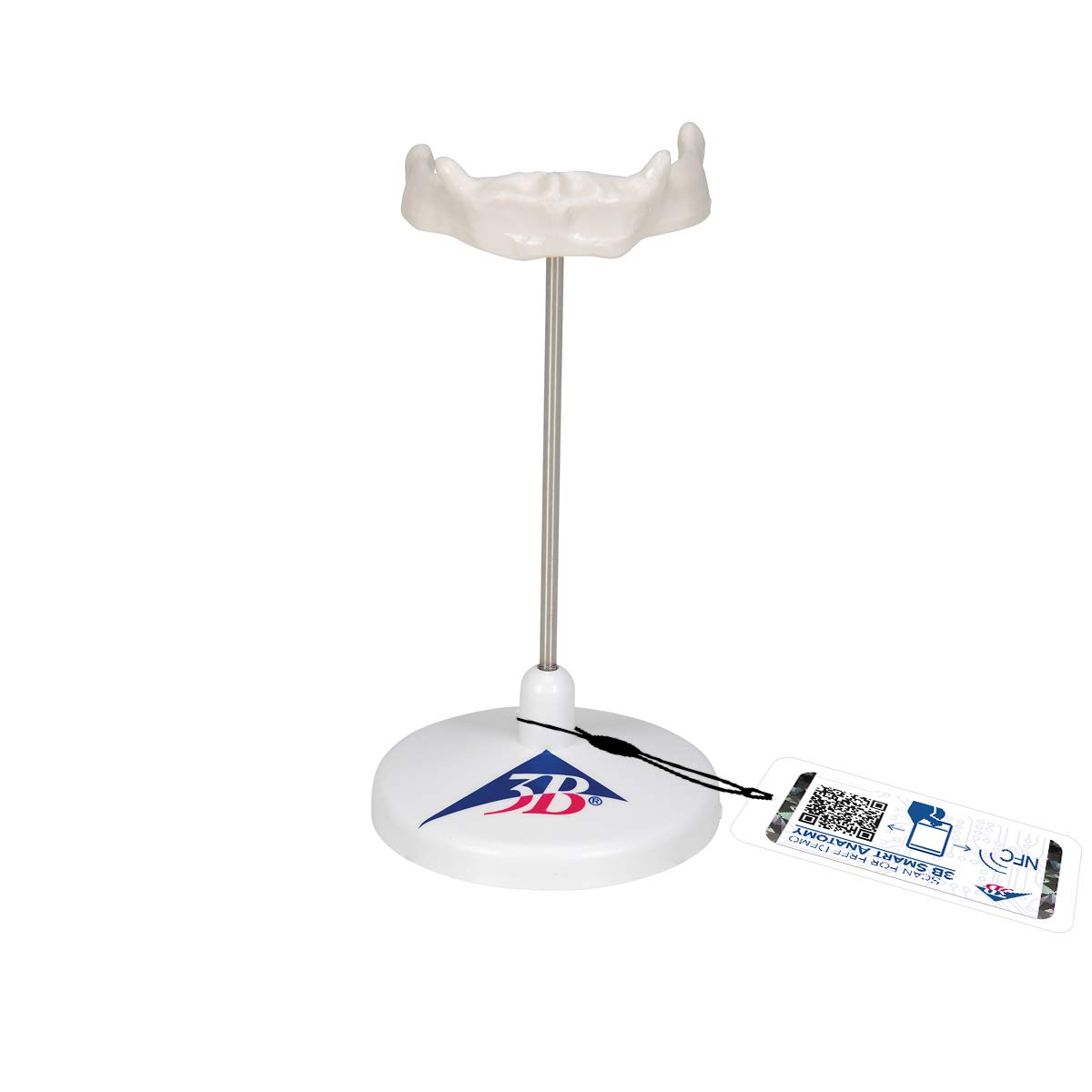مدل 3B Scientific A71/9 یک استخوان هیوئید + برنامه رایگان آناتومی - 3B Smart Anatomy