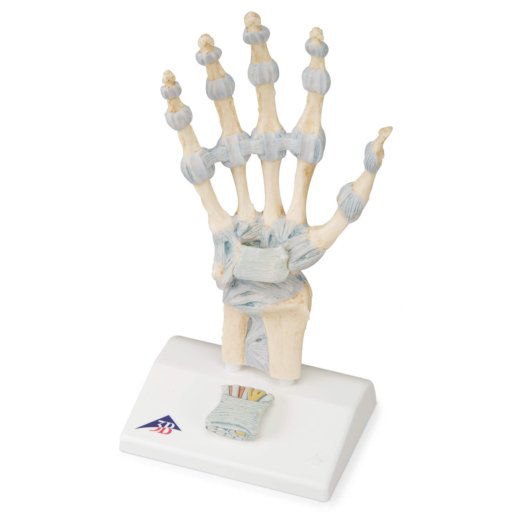 3B Scientific Human Anatomy - مدل اسکلت دست با رباط ها و تونل کارپال + برنامه رایگان آناتومی - 3B Smart Anatomy، M33