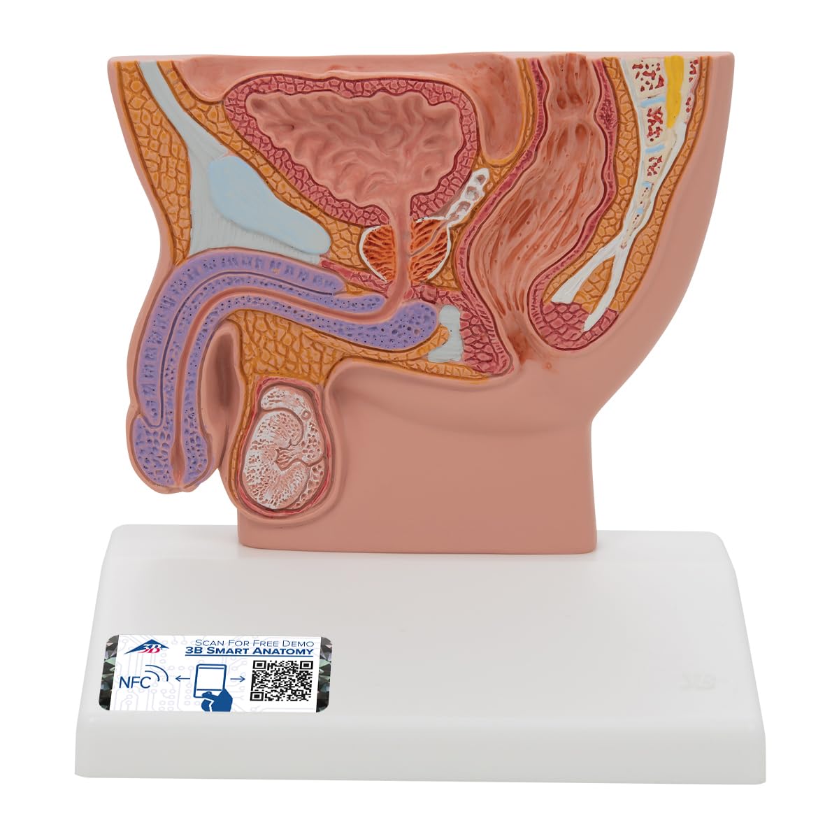 مدل تشریحی برش لگن مردانه 3B Scientific، اندازه 1/2 طبیعی، به همراه اپلیکیشن رایگان 3B Smart Anatomy