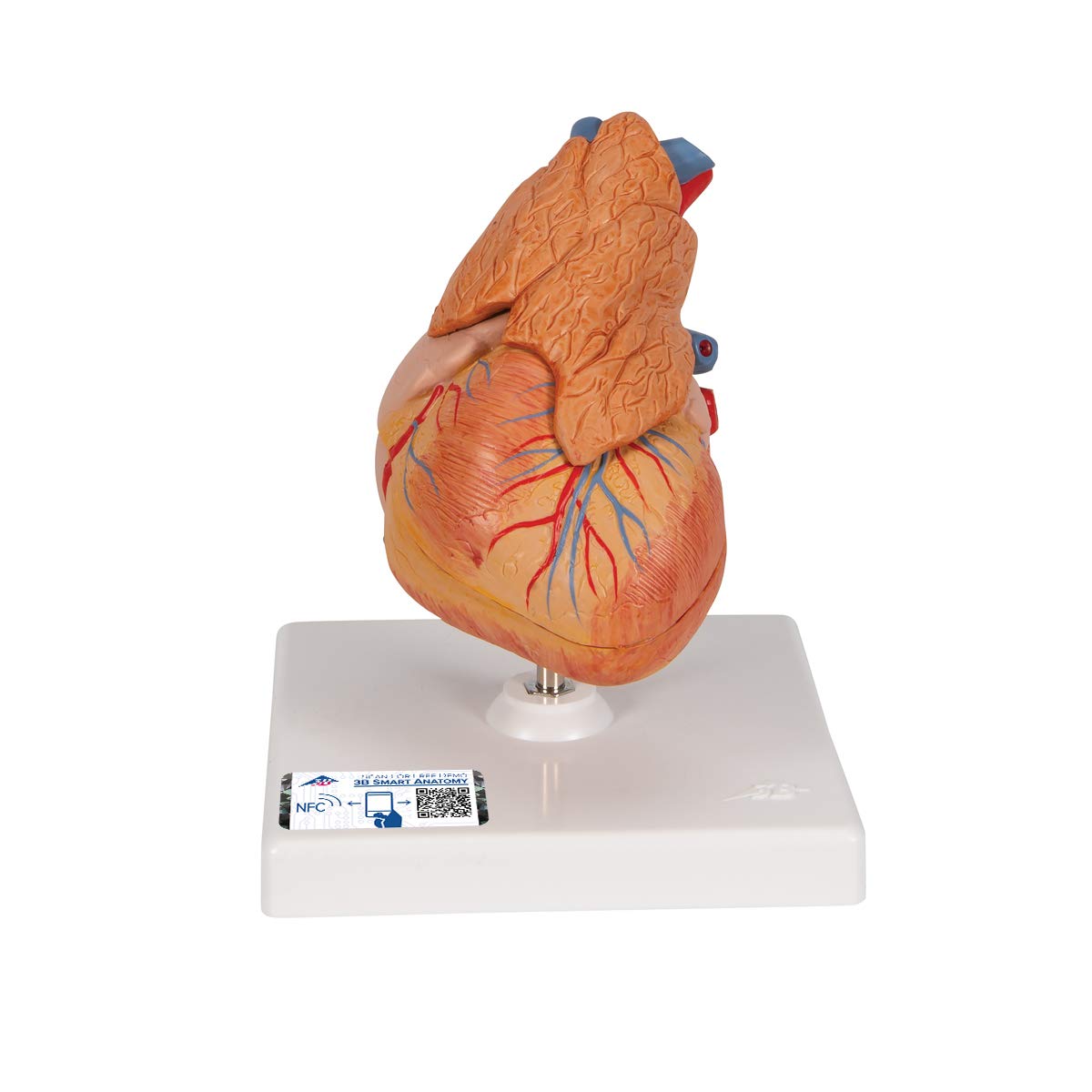 3B Scientific Human Anatomy - مدل قلب کلاسیک با تیموس، 3 قسمت + برنامه آناتومی رایگان - 3B Smart Anatomy، G08/1