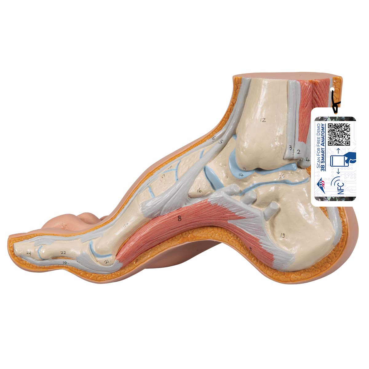 مدل آناتومی انسانی علمی 3B - Pes Cavus + برنامه رایگان آناتومی - 3B Smart Anatomy، M32
