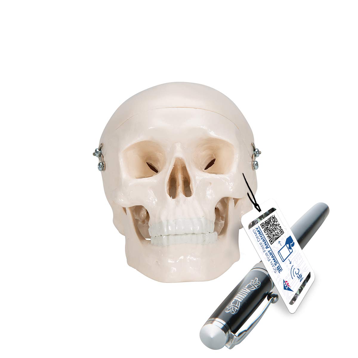 مدل 3B Scientific A18/15 Mini Human Skull، 3 قسمتی، کلاهک جمجمه، پایه جمجمه و فک پایین + برنامه رایگان آناتومی - 3B Smart Anatomy