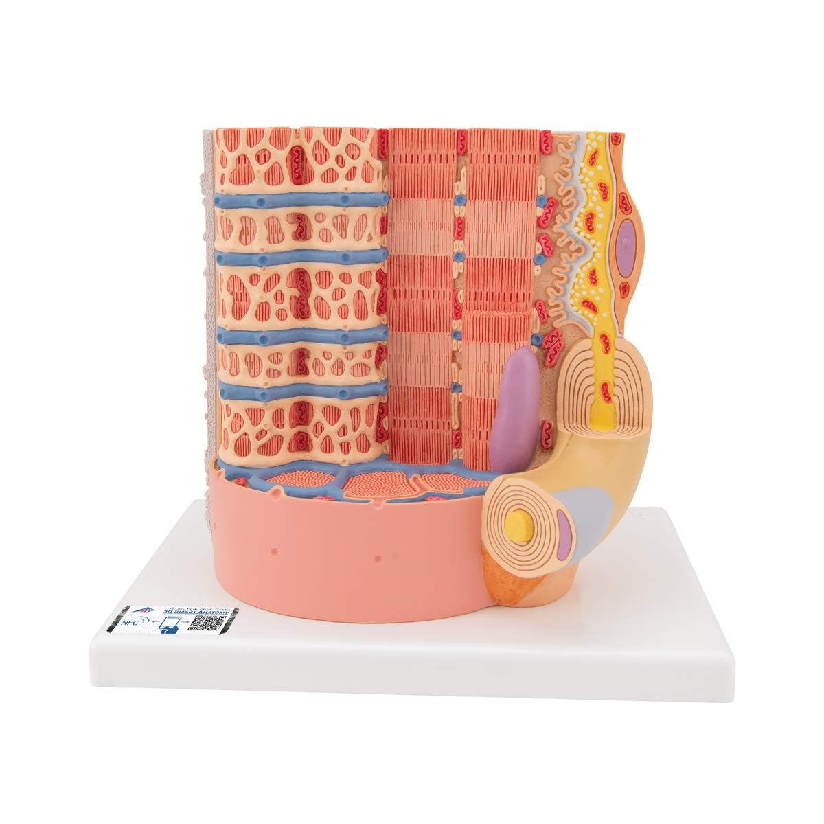آناتومی انسانی علمی 3B - فیبر عضلانی MICROanatomy - بزرگنمایی 10000 برابر + برنامه رایگان آناتومی - 3B Smart Anatomy