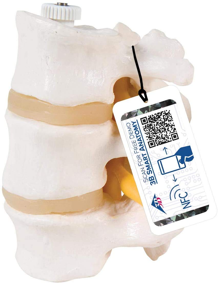 ست تشریحی مهره کمر لندنویربل 3B Scientific مدل A76/8 - قابل انعطاف همراه با اپلیکیشن آناتومی 3B Smart Anatomy