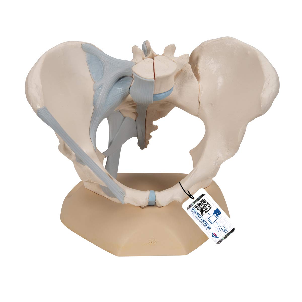 مدل تشریحی لگن زنانه با رباط‌ها 3B Scientific، 3 تکه به همراه اپلیکیشن رایگان 3B Smart Anatomy