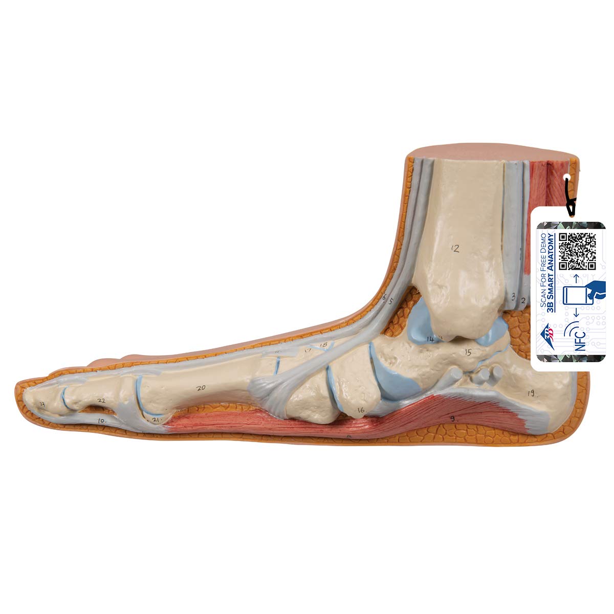 3B Scientific Human Anatomy - Model - Flat Foot (Pes Planus) + اپلیکیشن رایگان آناتومی - 3B Smart Anatomy