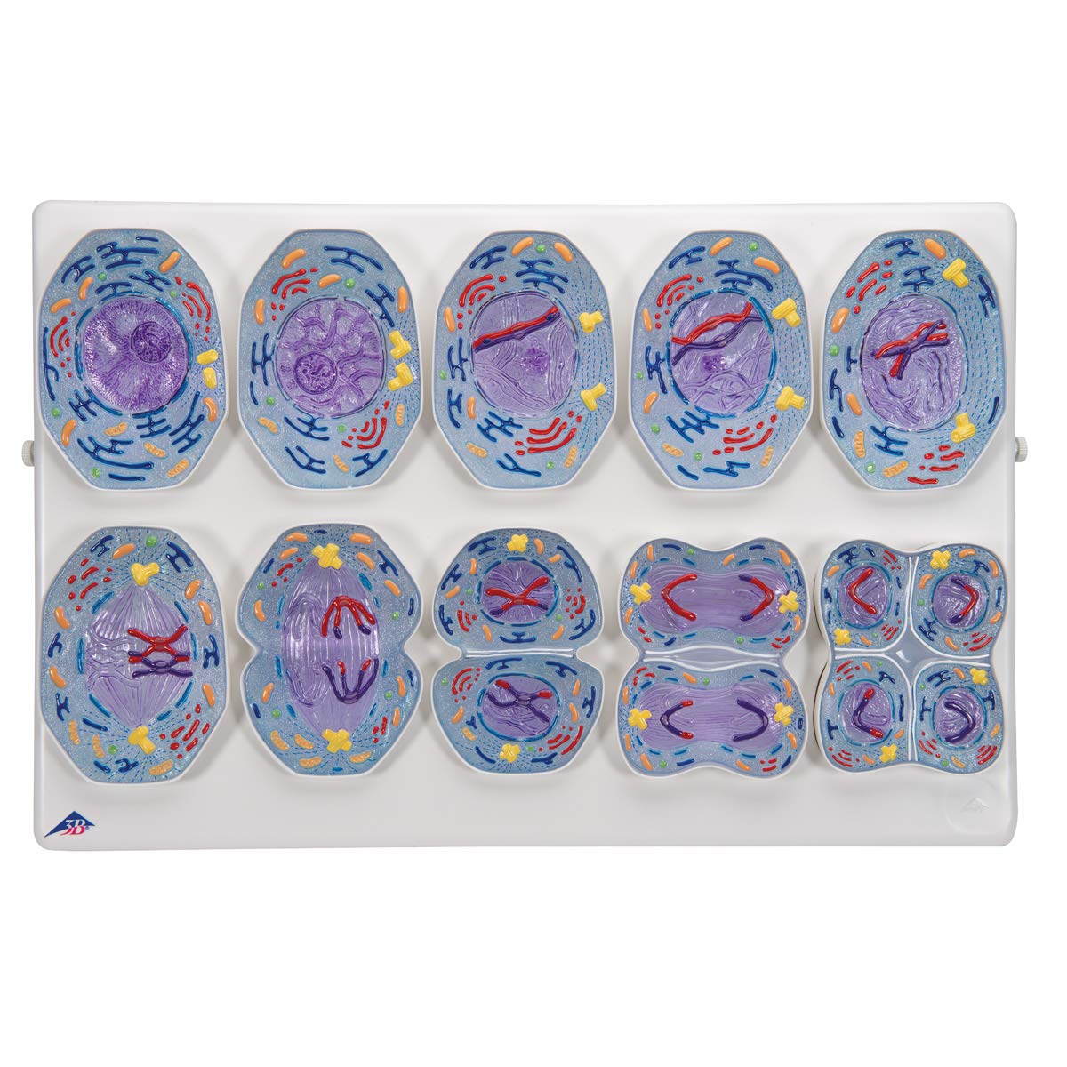 مدل تشریحی میوز سلولی میوز در زیست‌شناسی 3B Scientific، مدل آموزشی بیولوژی